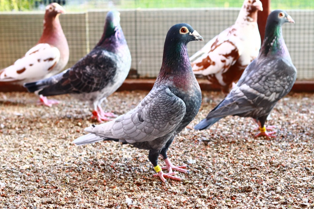 Voiajori Andaluzi / Andalusian racing pigeons – 2024