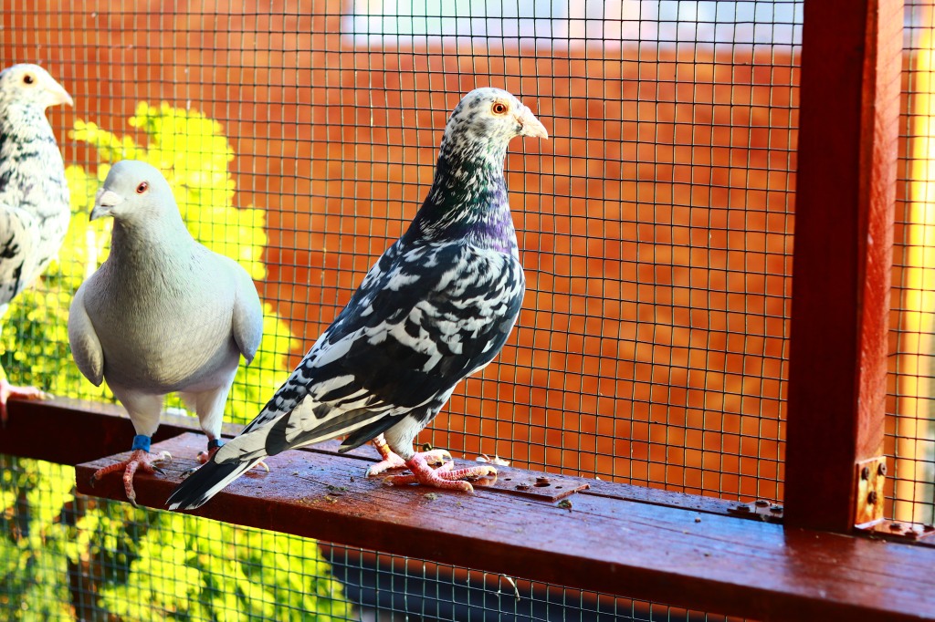 Voiajori Almond / Almond racing pigeons – 2024