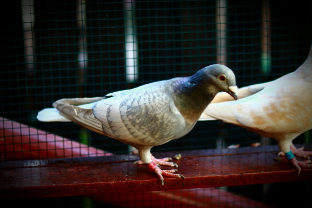 Voiajori Dominant Opal / Dominant Opal racing pigeons – 2024