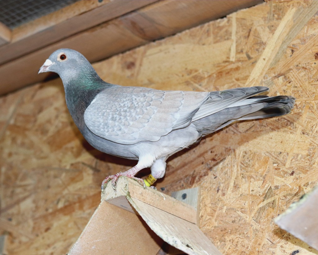 Voiajori Reduced / Reduced racing pigeons – 2024
