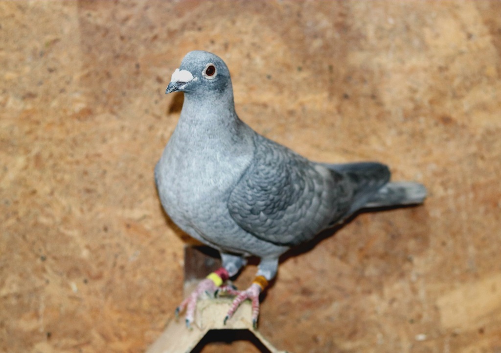 Voiajori Recesiv Opal / Recessive Opal racing pigeons – 2024