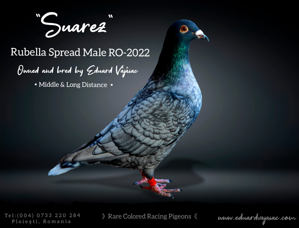 Voiajori Rubella / Rubella racing pigeons – 2024